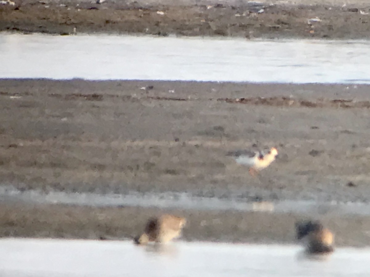 Piping Plover - ML616531953