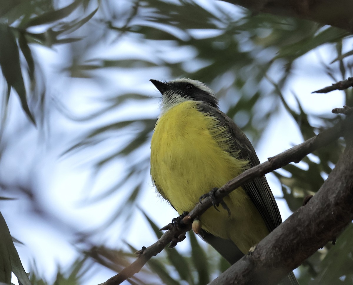 Social Flycatcher - ML616531954