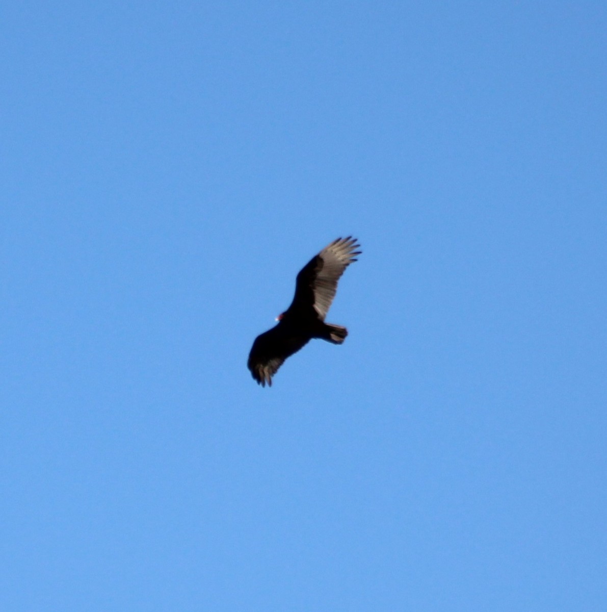 Turkey Vulture - ML616531974