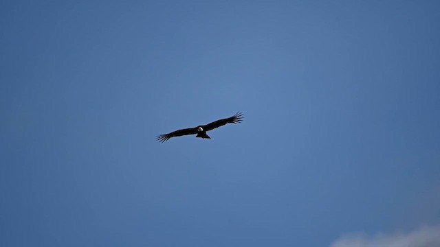 Condor des Andes - ML616531991