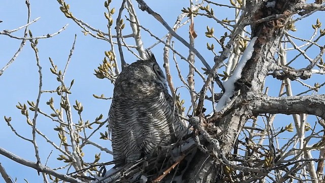 Great Horned Owl - ML616532042