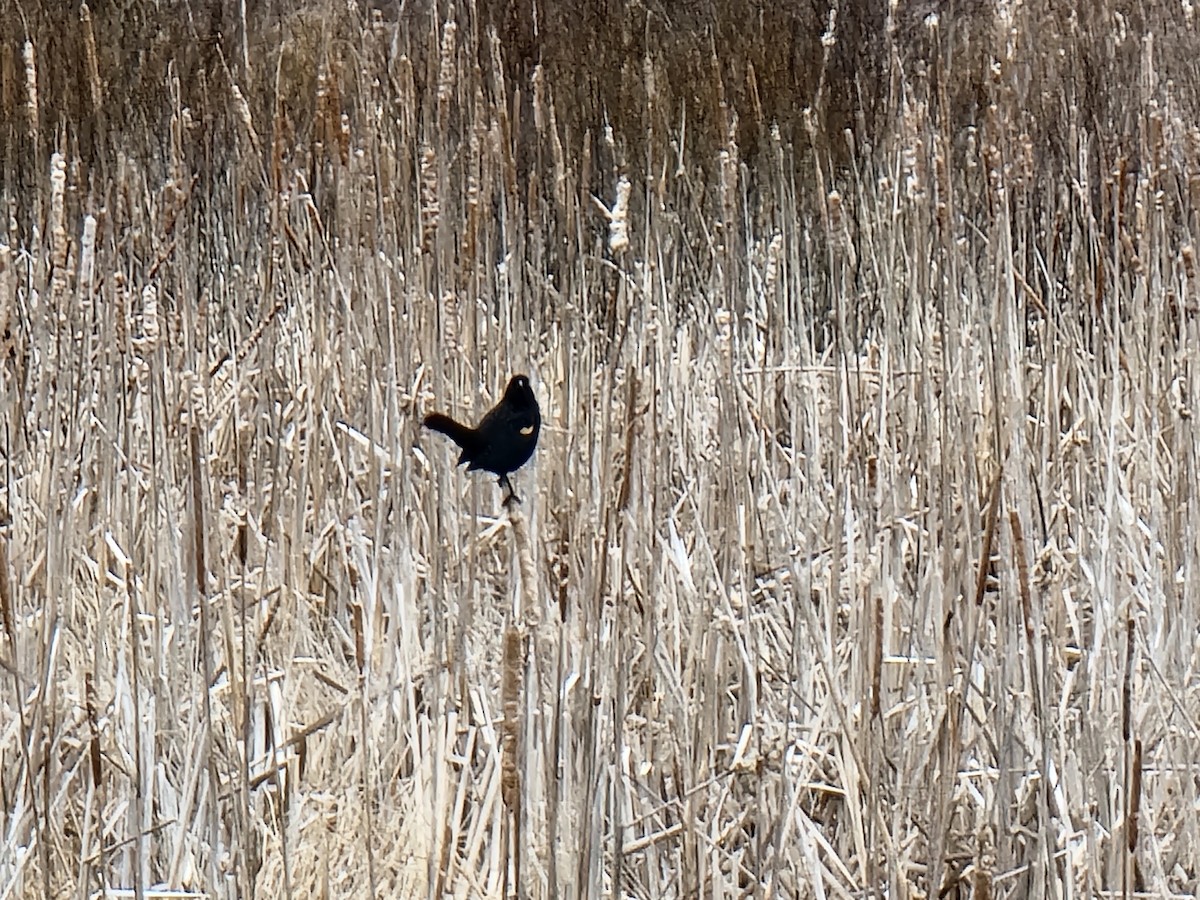 Red-winged Blackbird - Kathie Brown