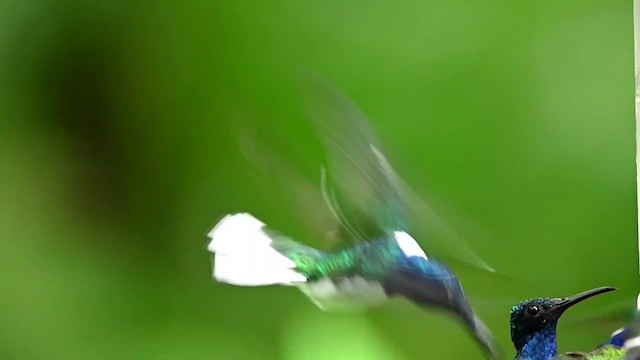 White-necked Jacobin - ML616532100