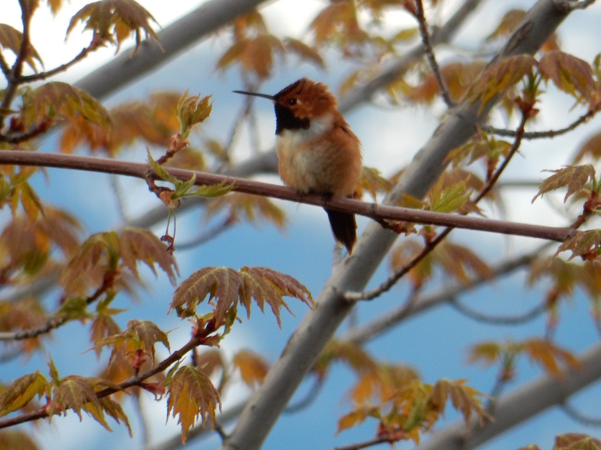 Rufous Hummingbird - ML616532104