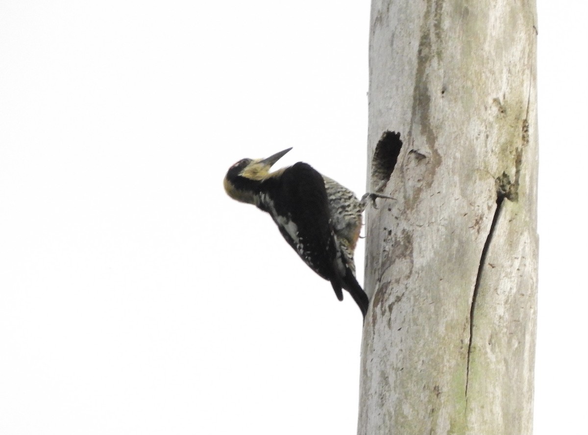 Golden-naped Woodpecker - ML616532112
