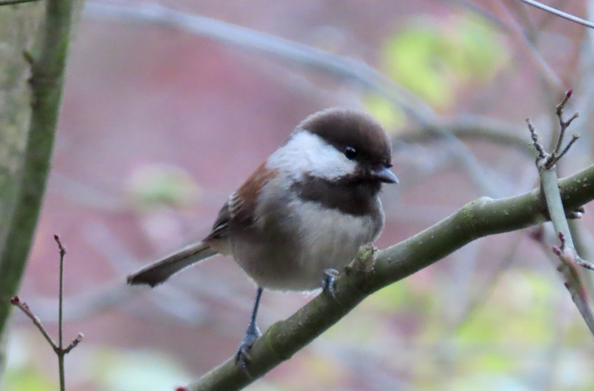 Chestnut-backed Chickadee - Chris FL