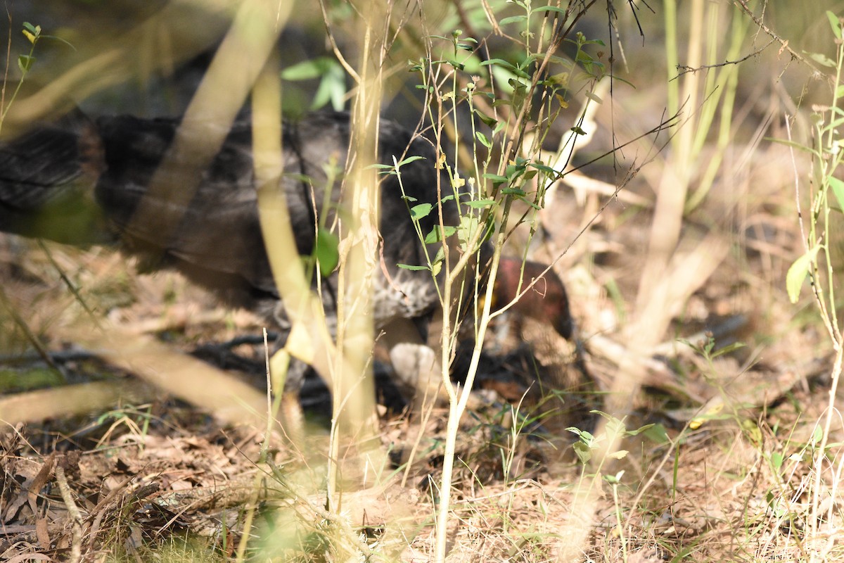 Australian Brushturkey - ML616532196