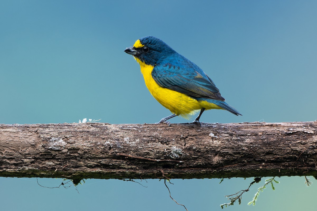 Yellow-throated Euphonia - ML616532201