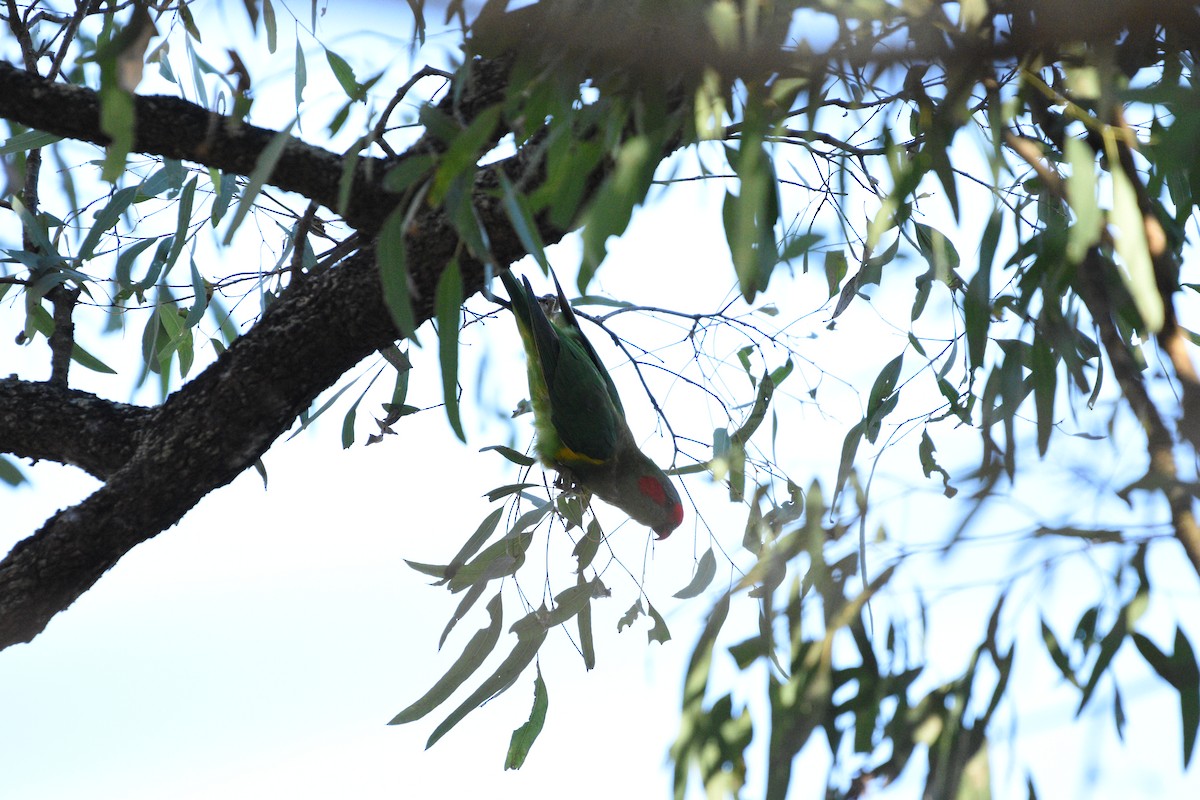 Musk Lorikeet - ML616532204