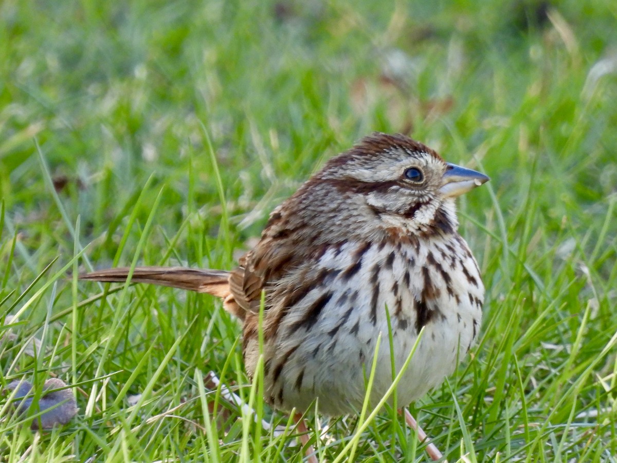 Song Sparrow - Laurie Miraglia