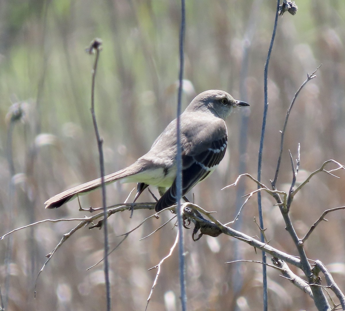 Northern Mockingbird - ML616532209