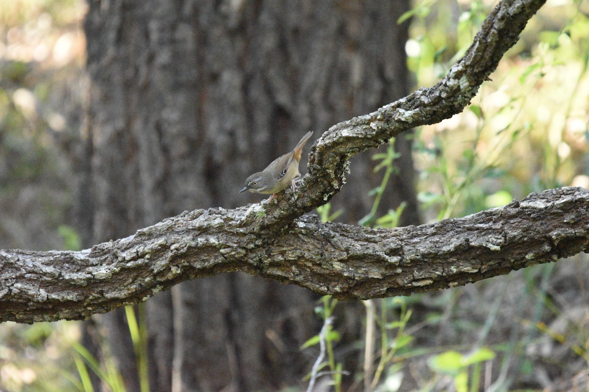 Weißbrauensericornis - ML616532261