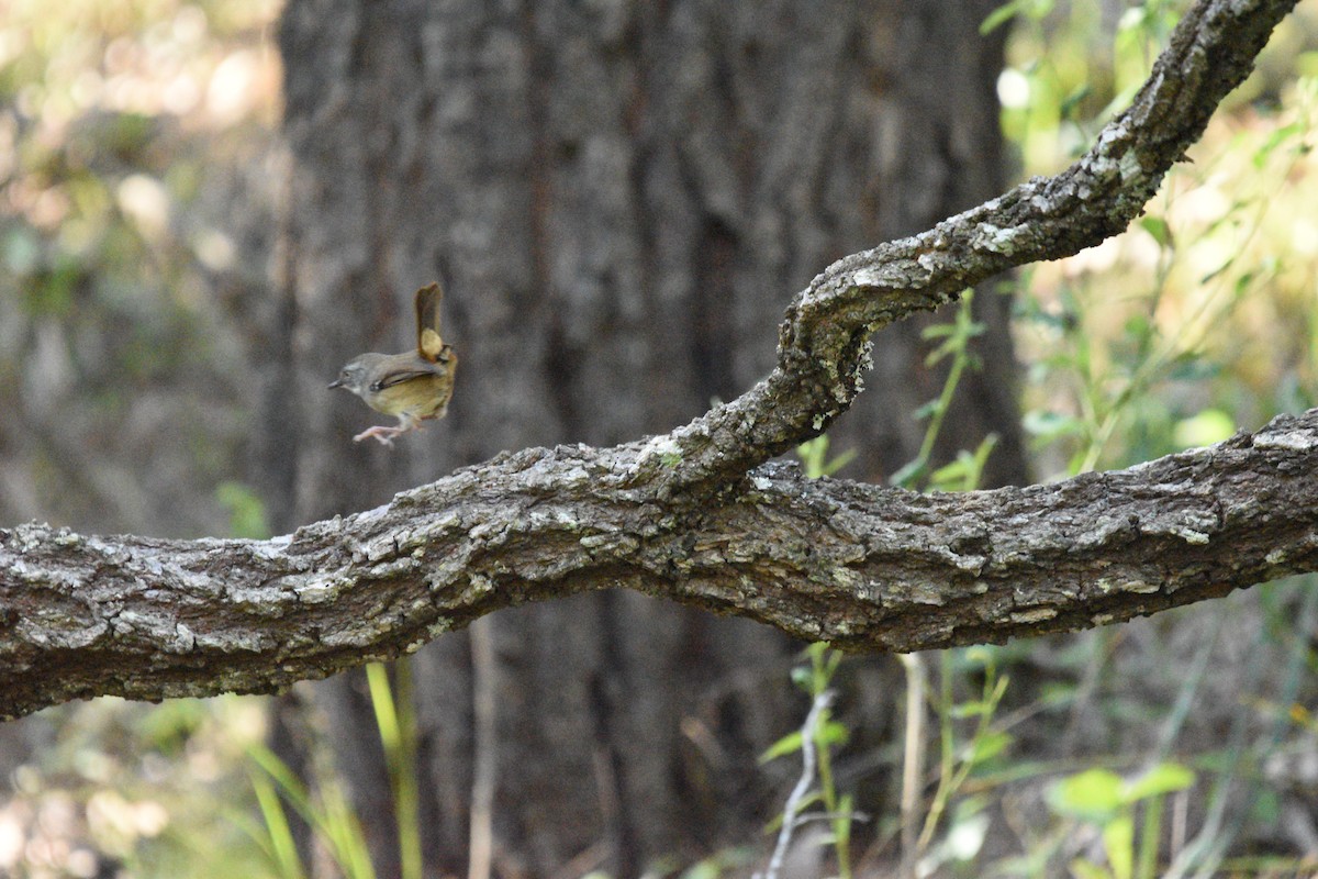 White-browed Scrubwren - ML616532262