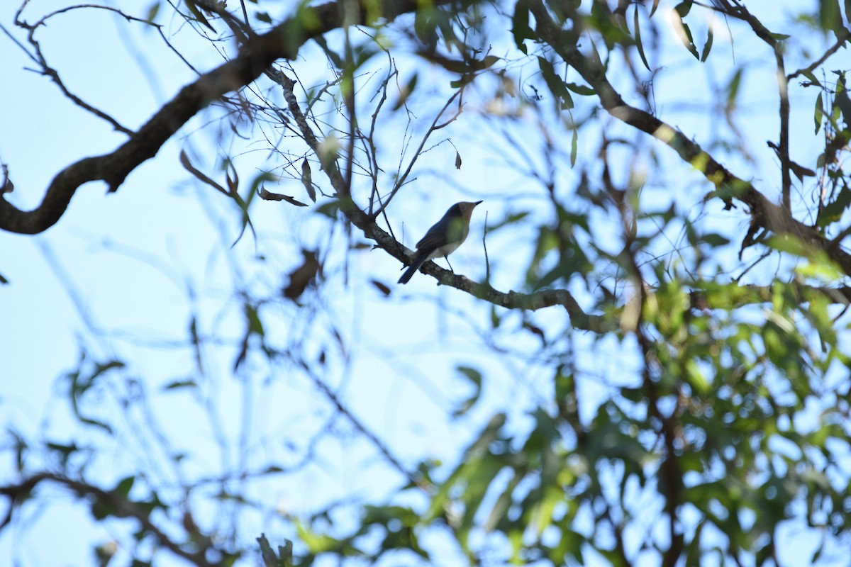 Leaden Flycatcher - ML616532284