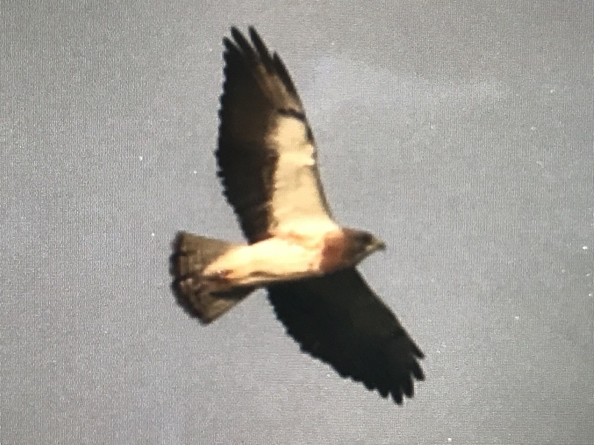 Swainson's Hawk - ML616532377