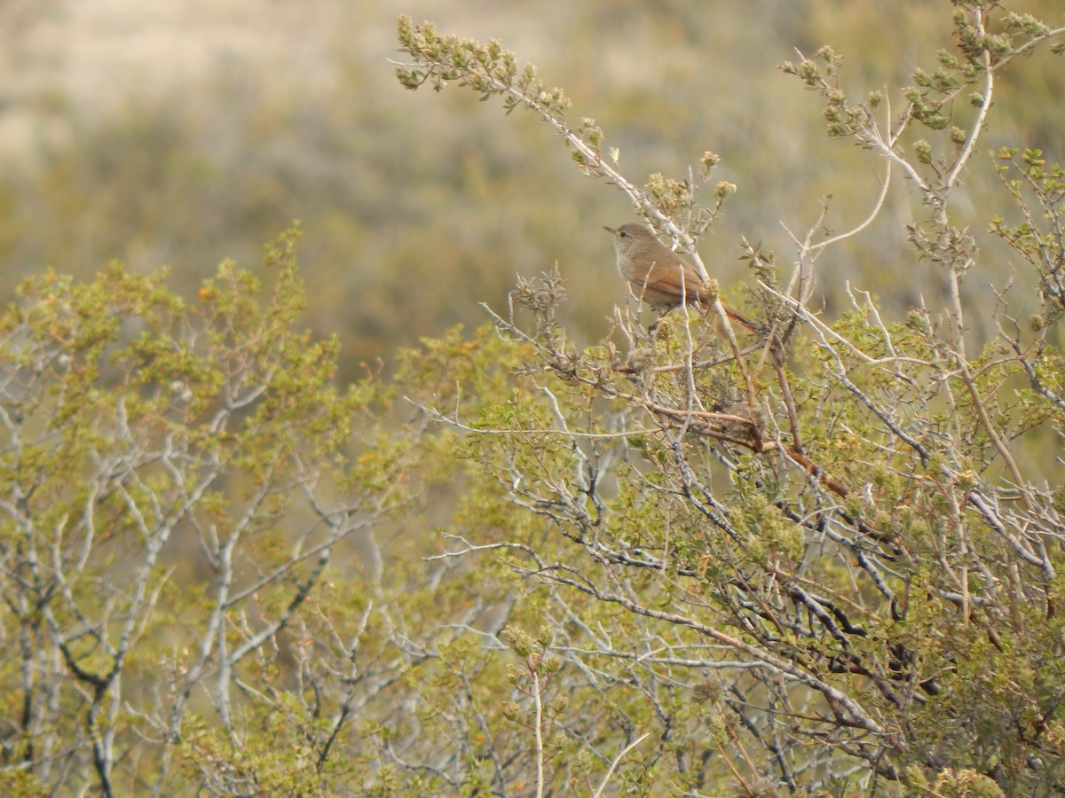 Sharp-billed Canastero - Tiziano Luka