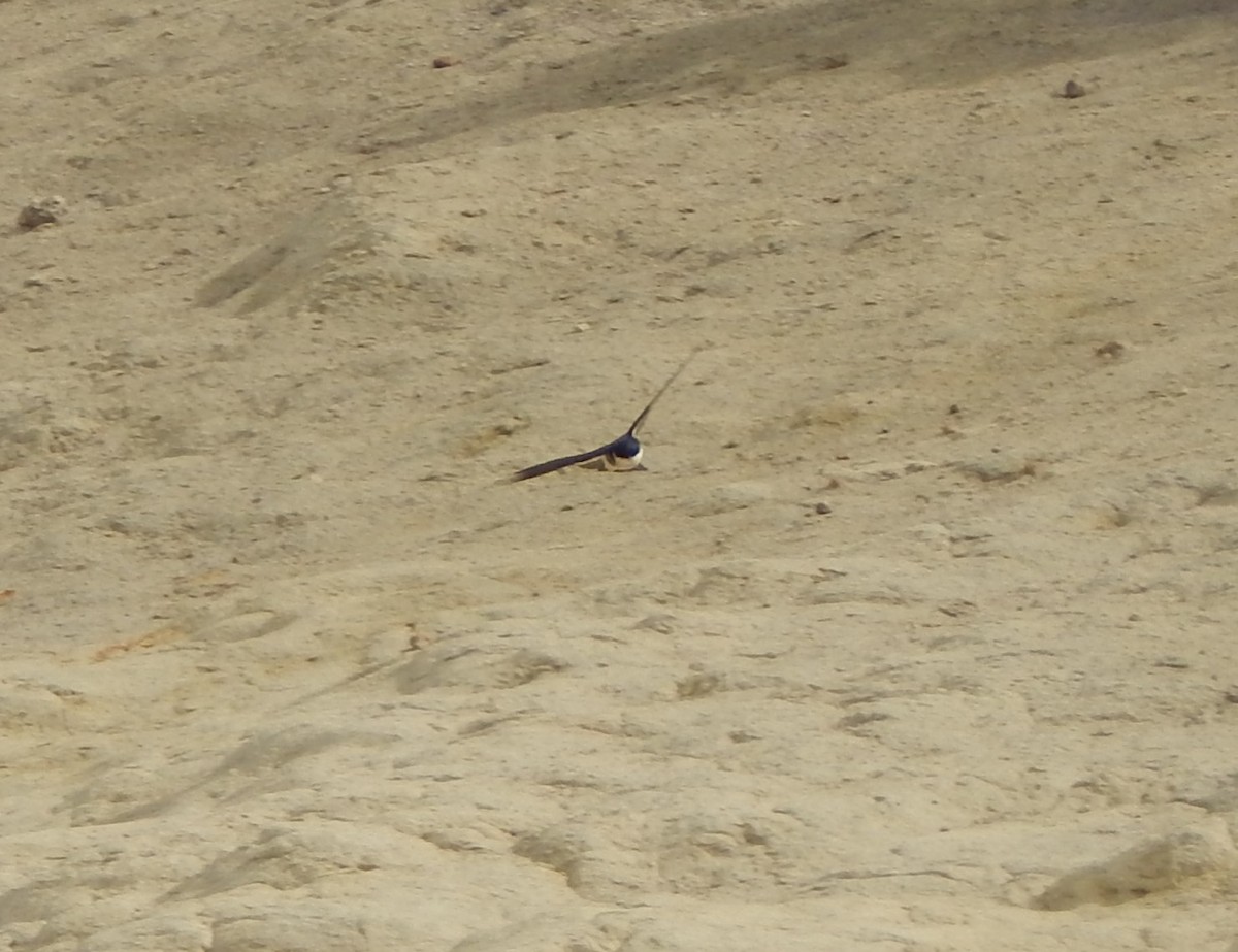 Chilean Swallow - ML616532413