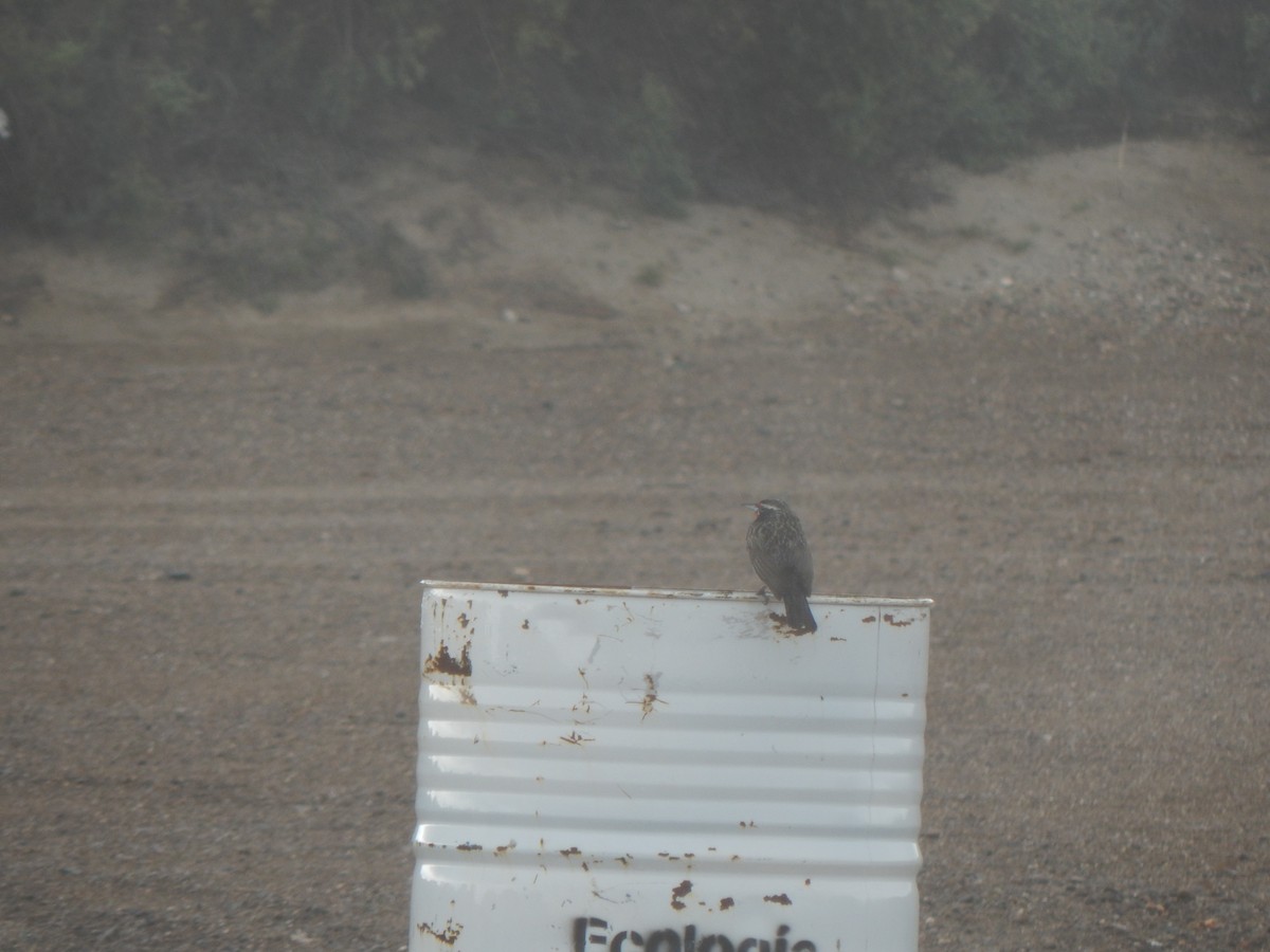 Long-tailed Meadowlark - ML616532417