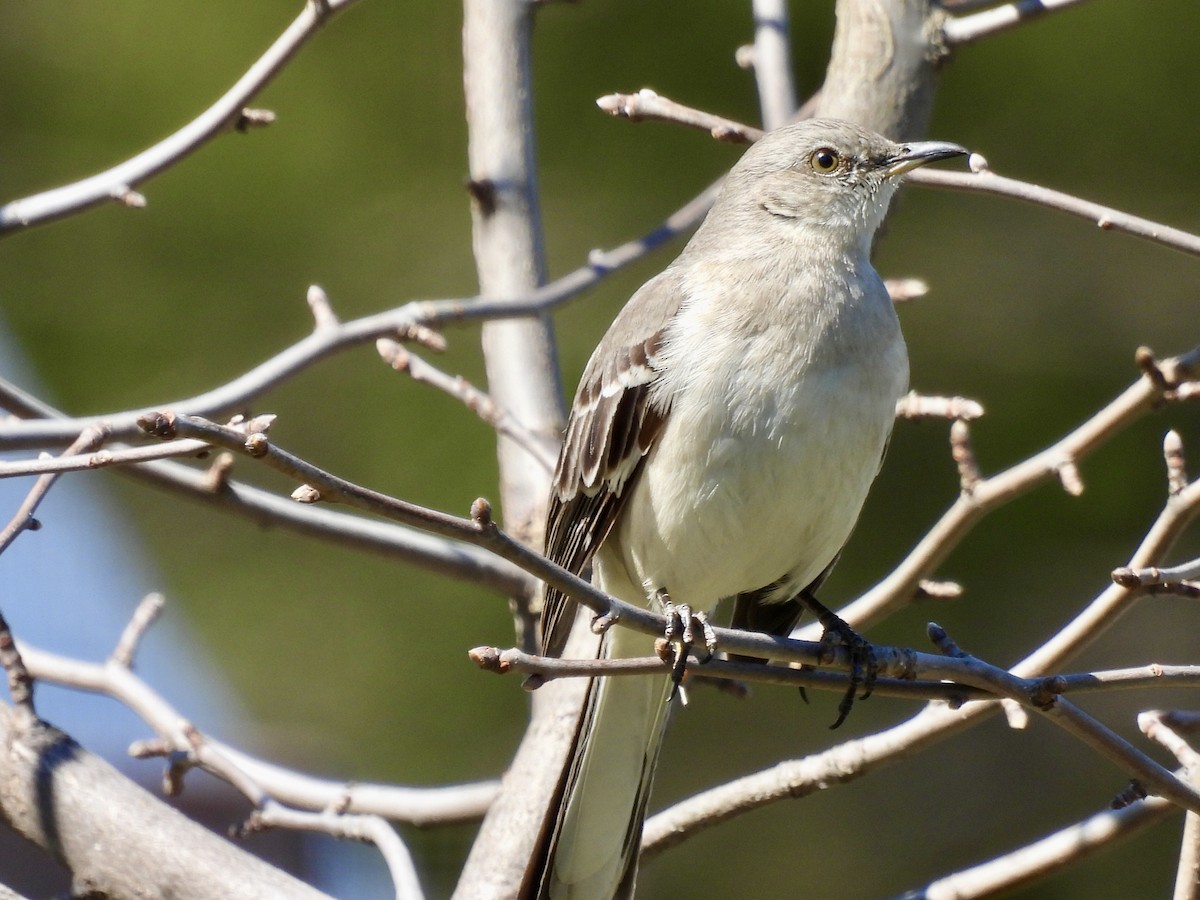 Northern Mockingbird - Laurie Miraglia