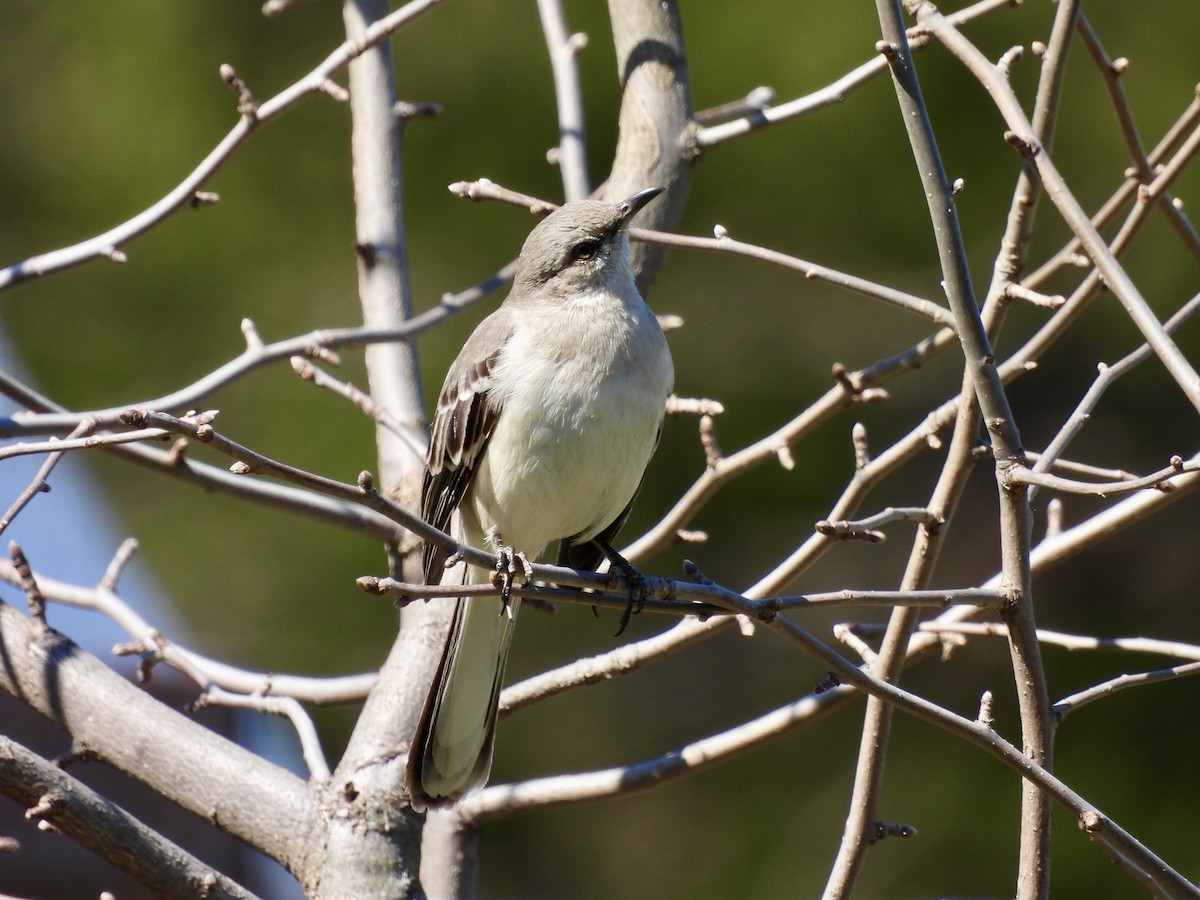 Northern Mockingbird - ML616532446