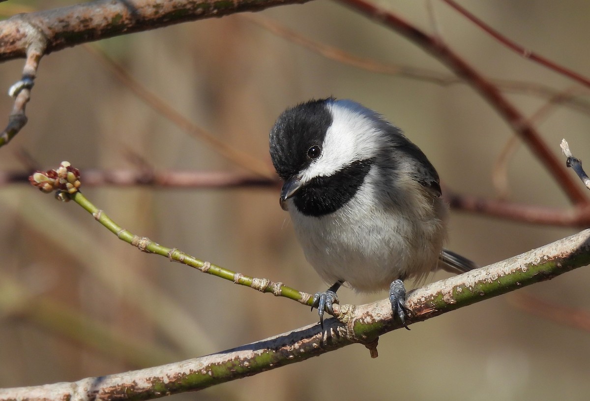 Carolina Chickadee - ML616532513