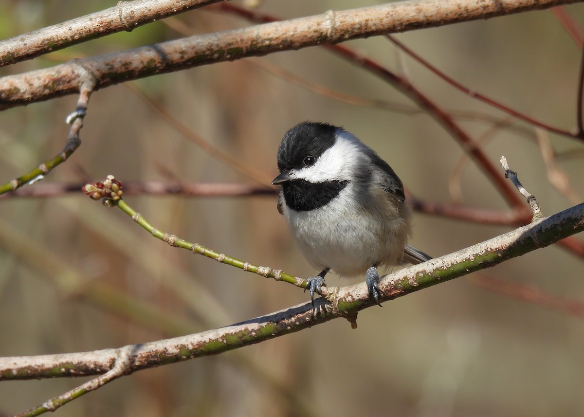 Carolina Chickadee - ML616532515