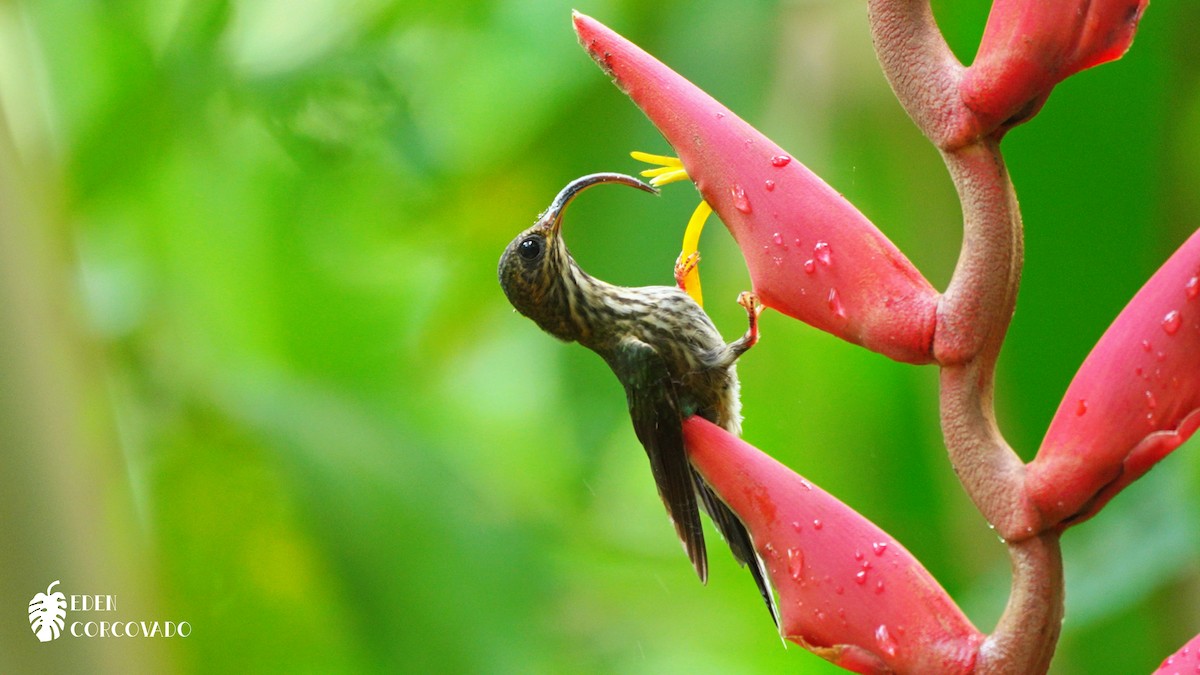 White-tipped Sicklebill - ML616532548