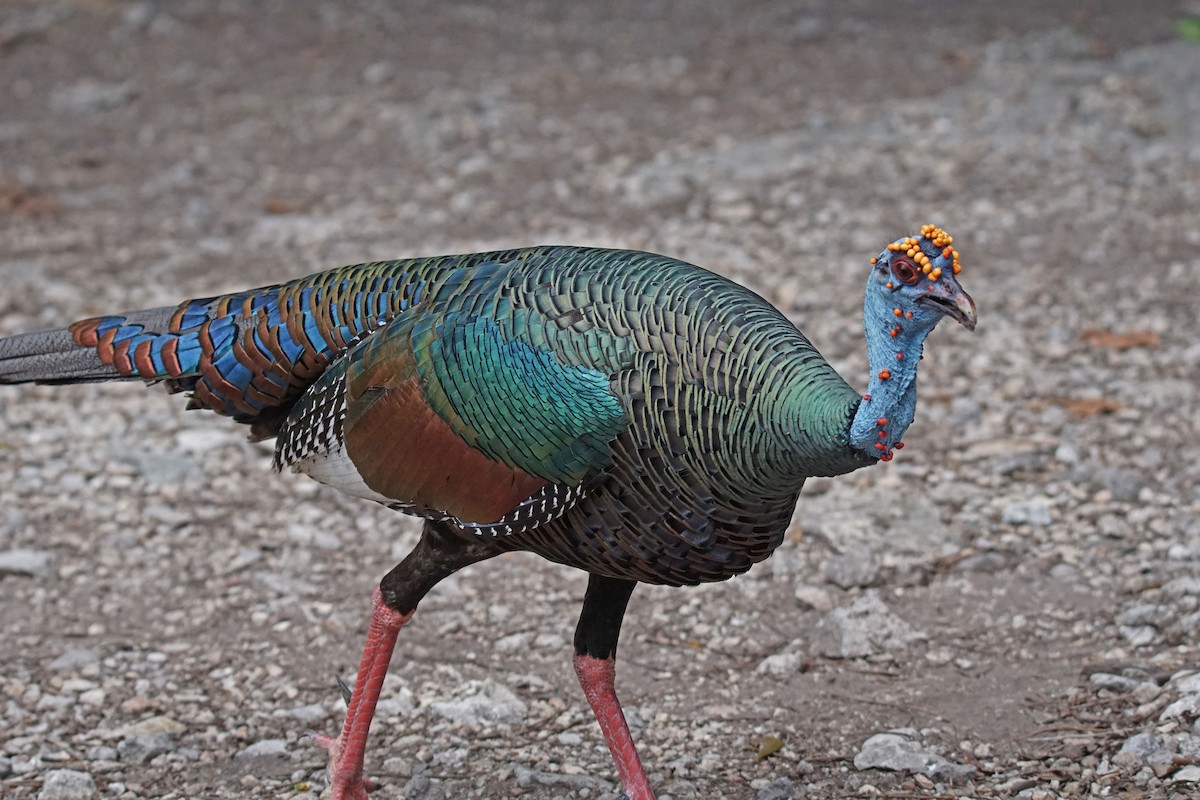 Ocellated Turkey - ML616532556