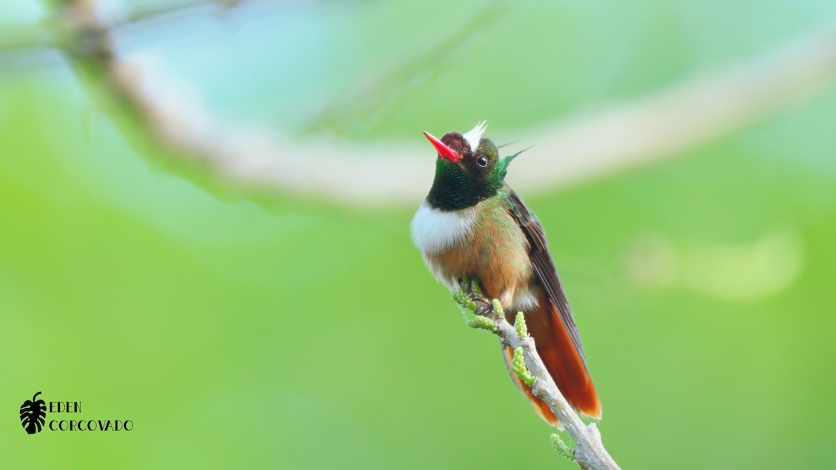 White-crested Coquette - Arnon Dattner