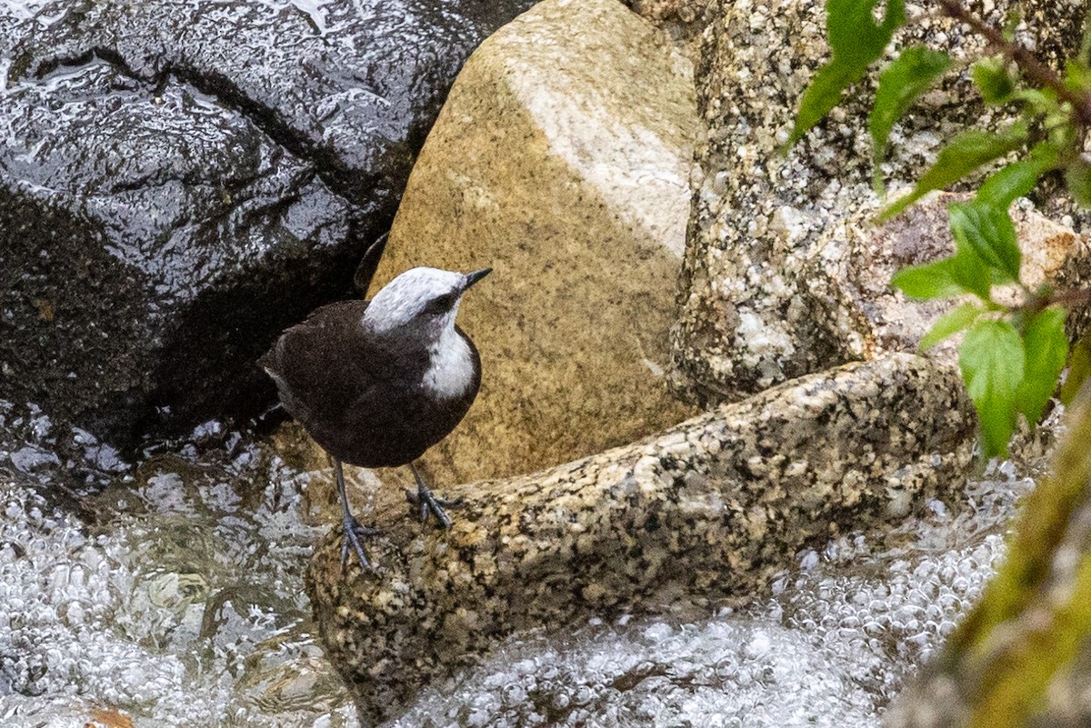 White-capped Dipper - Lutz Duerselen