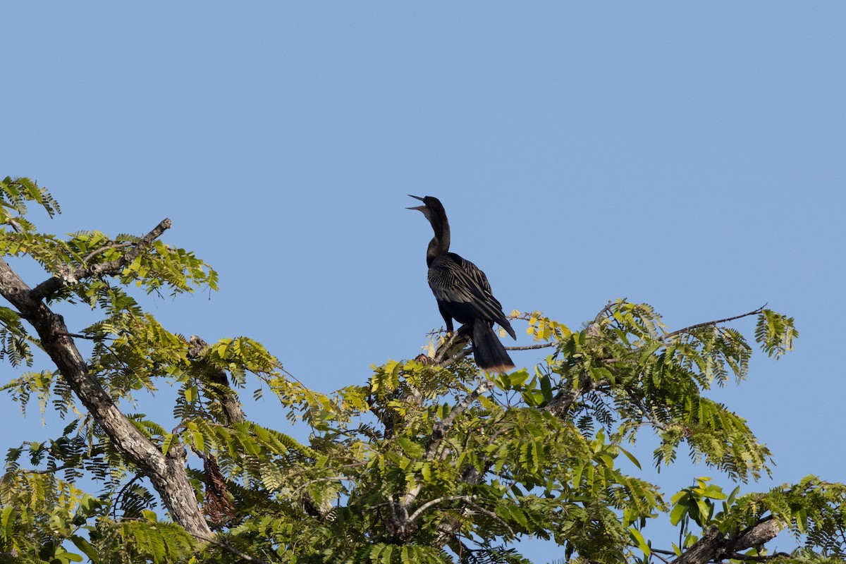 Amerika-Schlangenhalsvogel - ML616532693