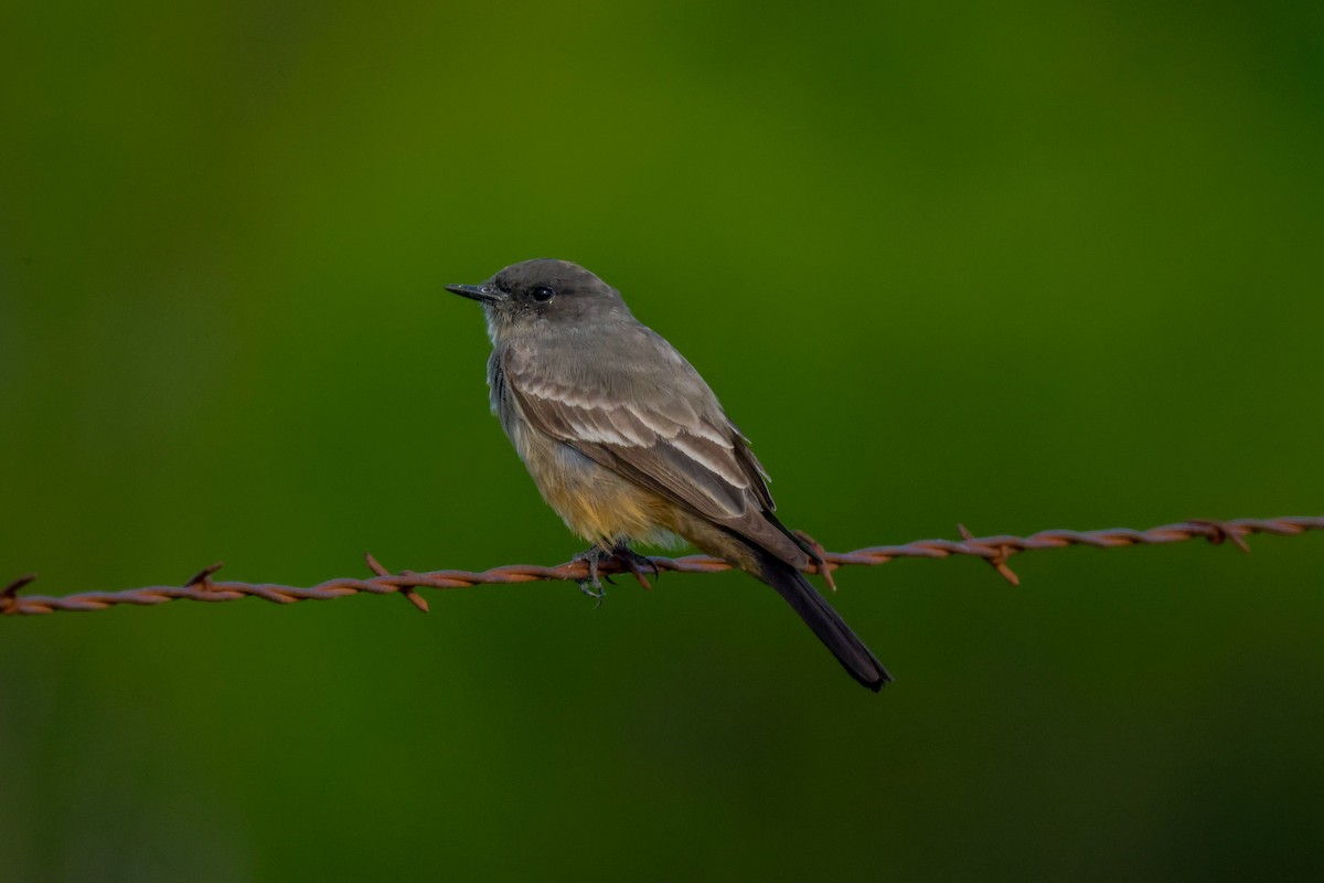 Say's Phoebe - ML616532774