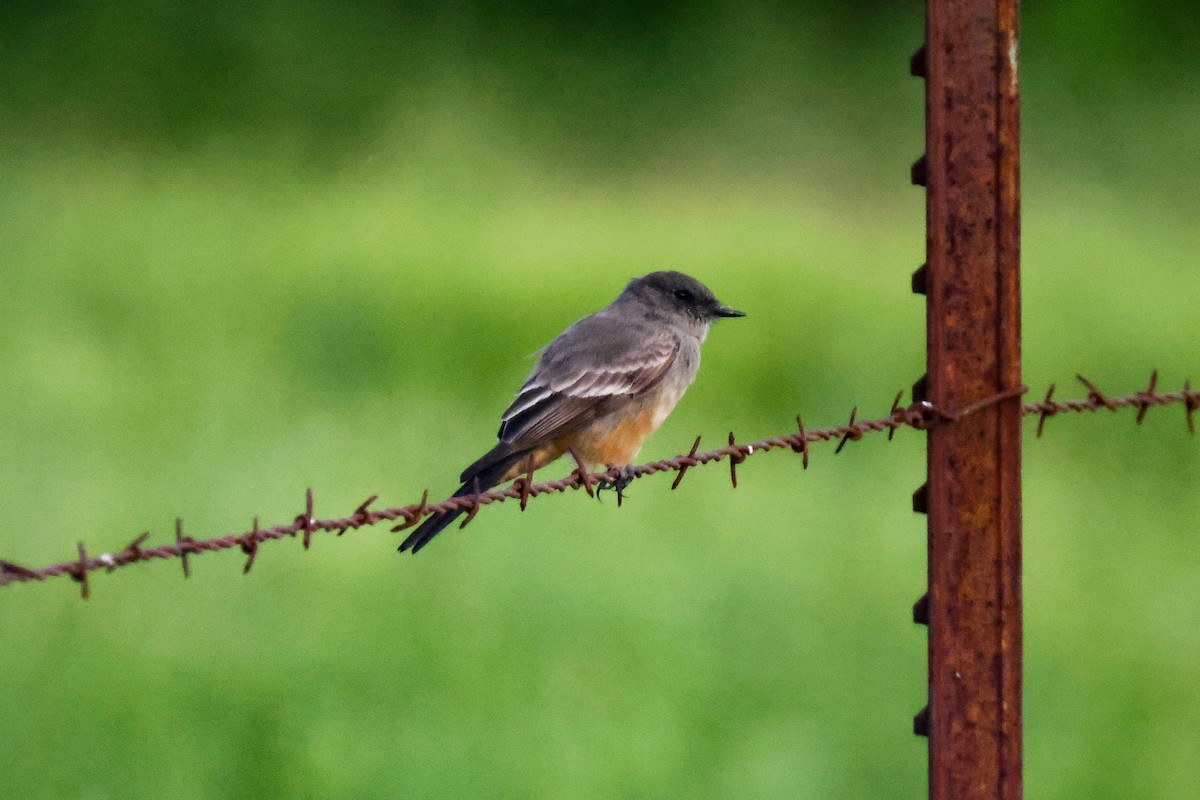 Say's Phoebe - ML616532777