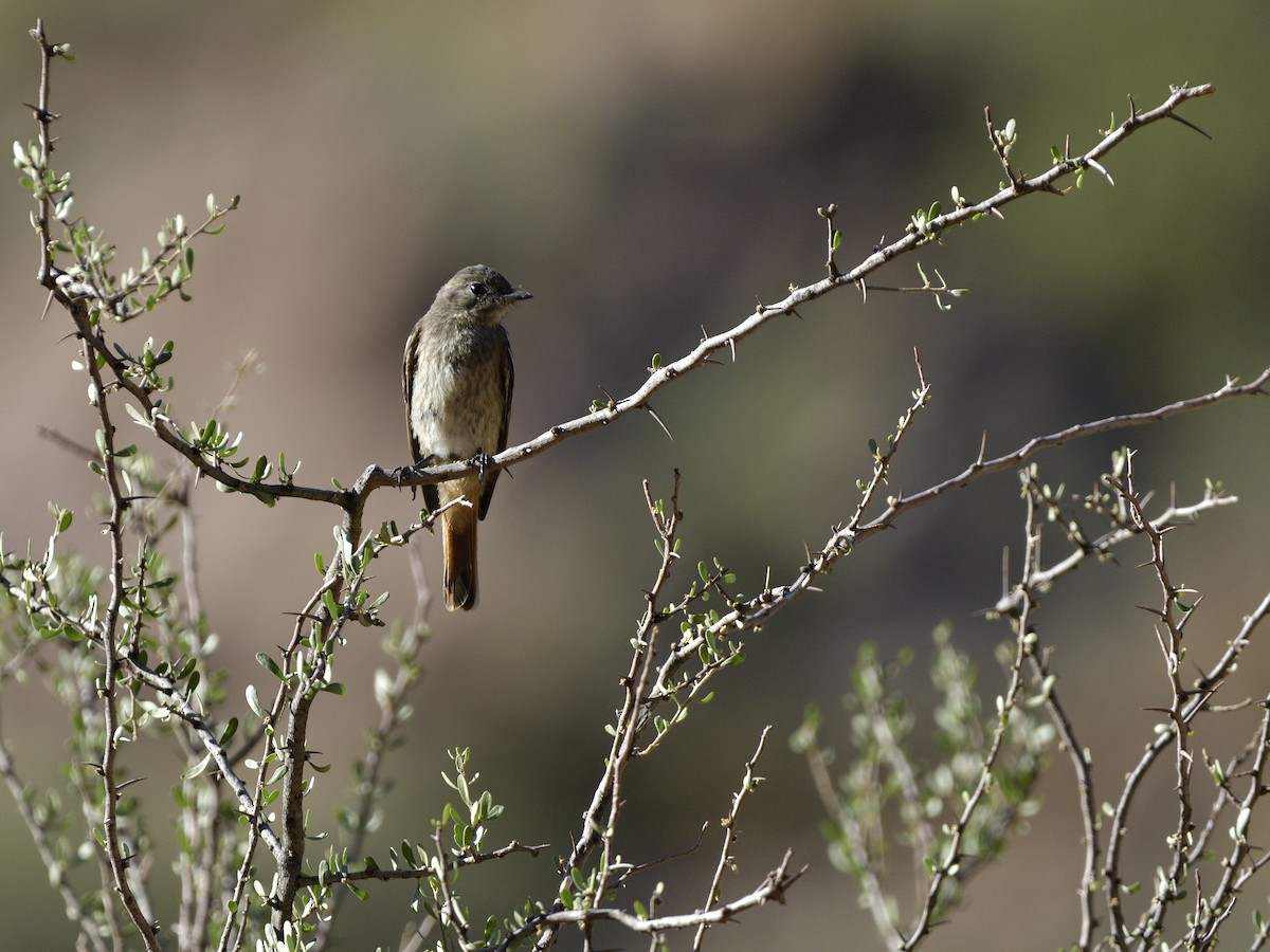 White-winged Black-Tyrant - ML616532786