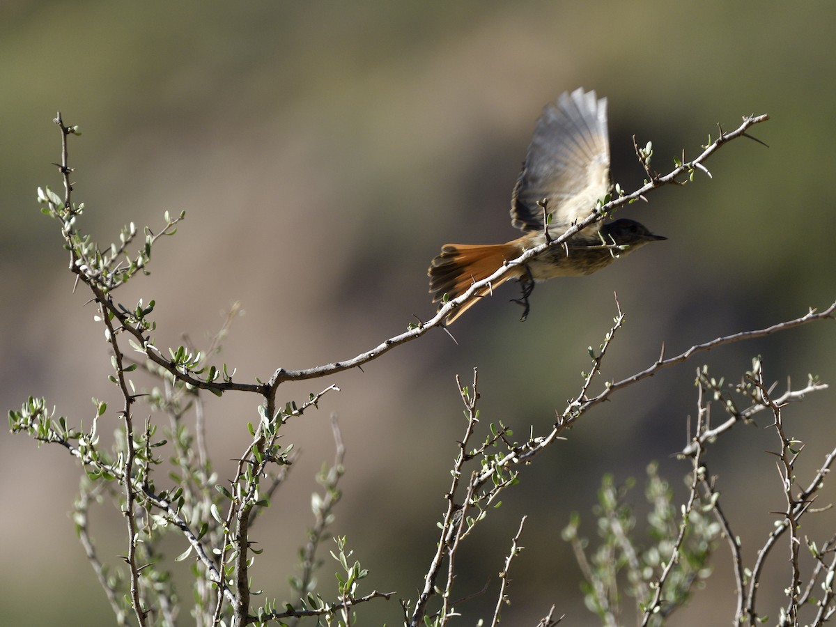White-winged Black-Tyrant - ML616532787
