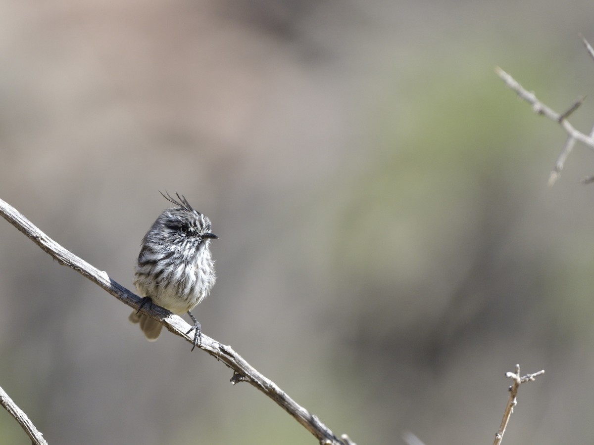 Tufted Tit-Tyrant - ML616532809