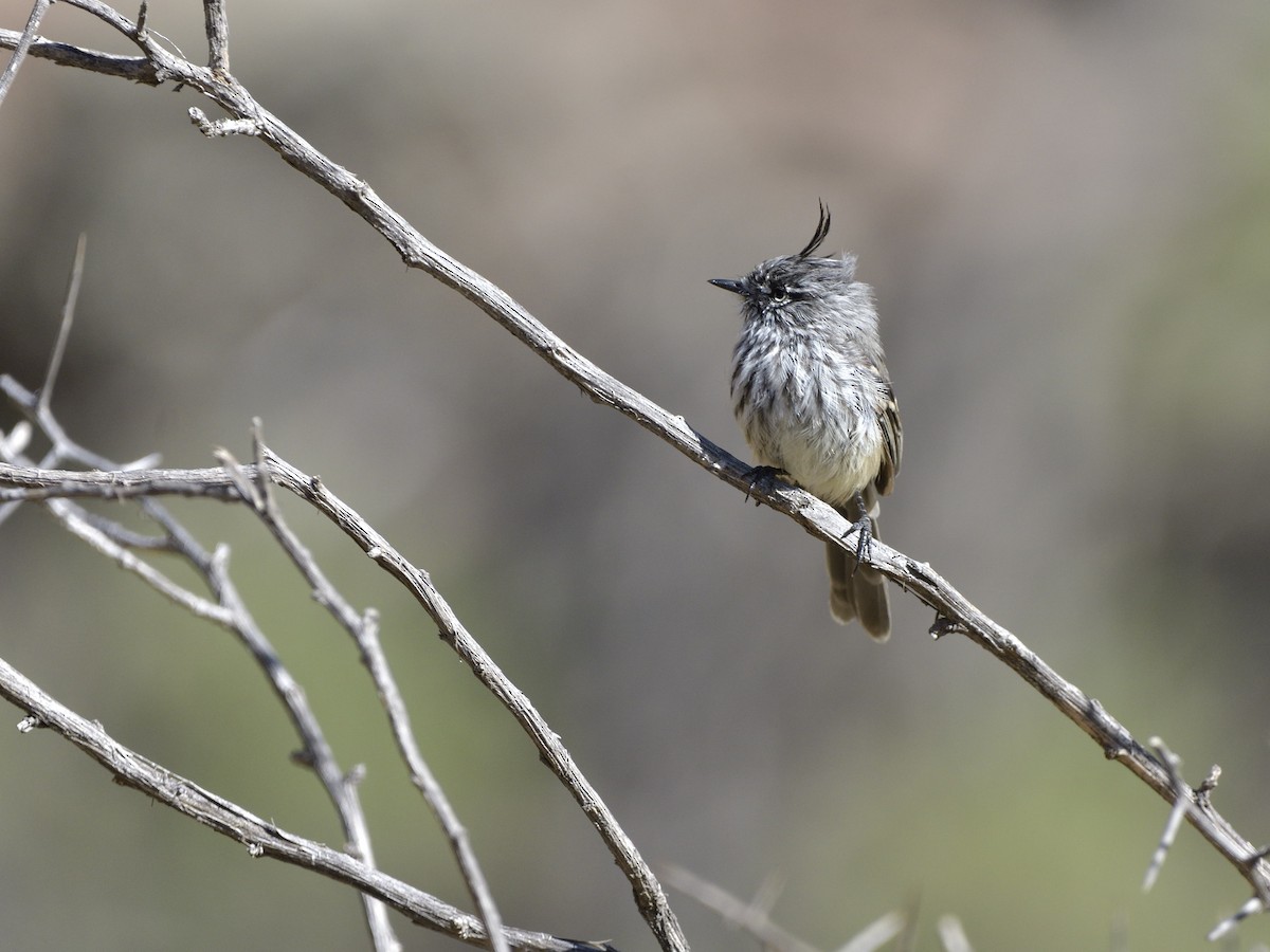 Tufted Tit-Tyrant - ML616532811