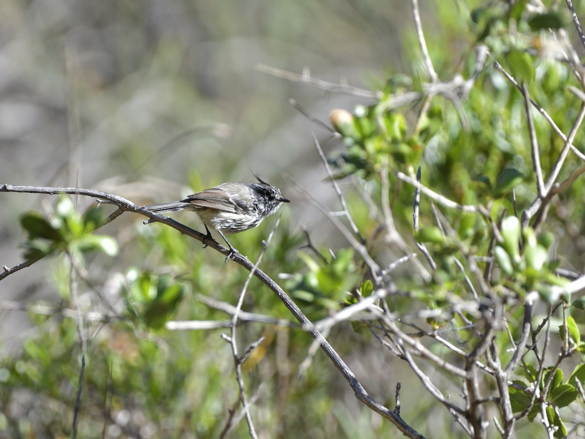 Tufted Tit-Tyrant - ML616532812