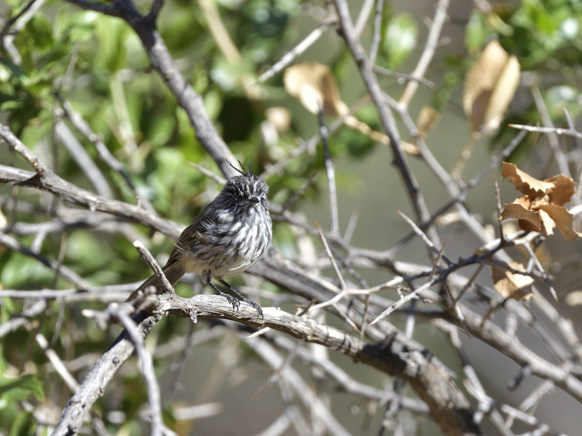 Tufted Tit-Tyrant - ML616532813