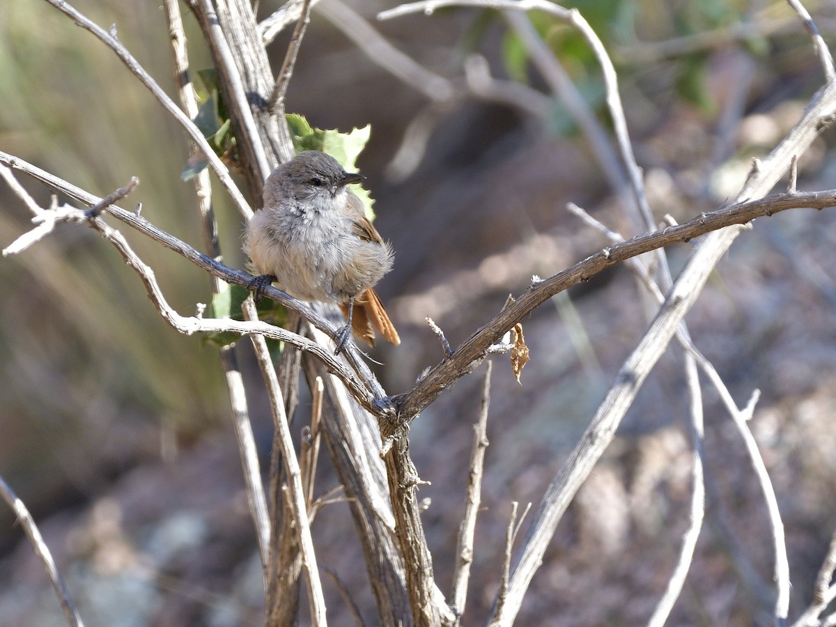 Steinbach's Canastero - ML616532844