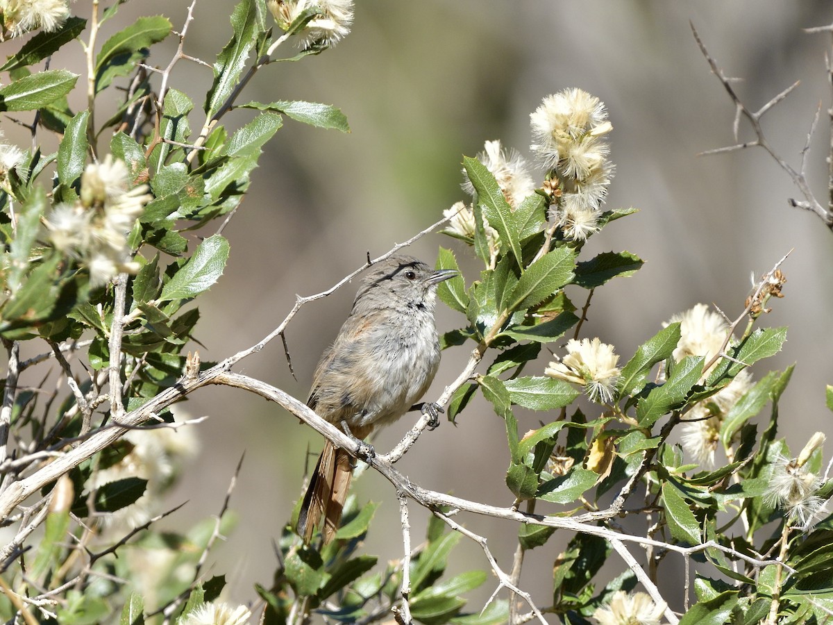 Steinbach's Canastero - ML616532845