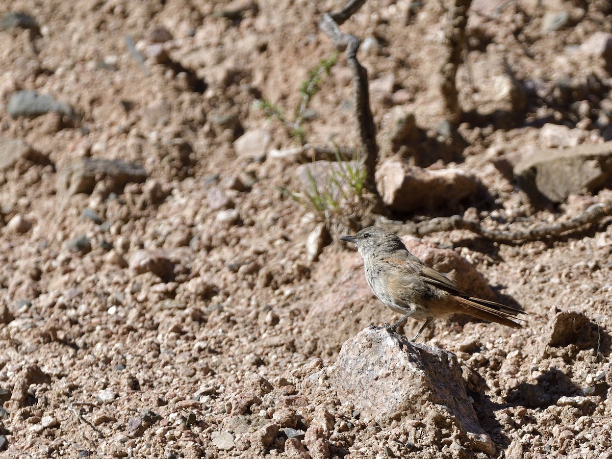 Steinbach's Canastero - ML616532846