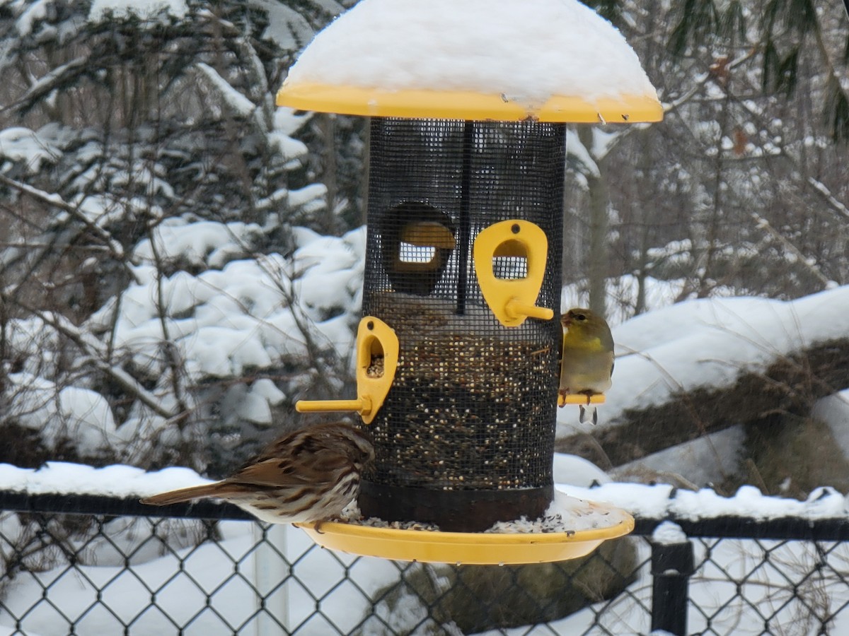 Song Sparrow - Kathie Brown