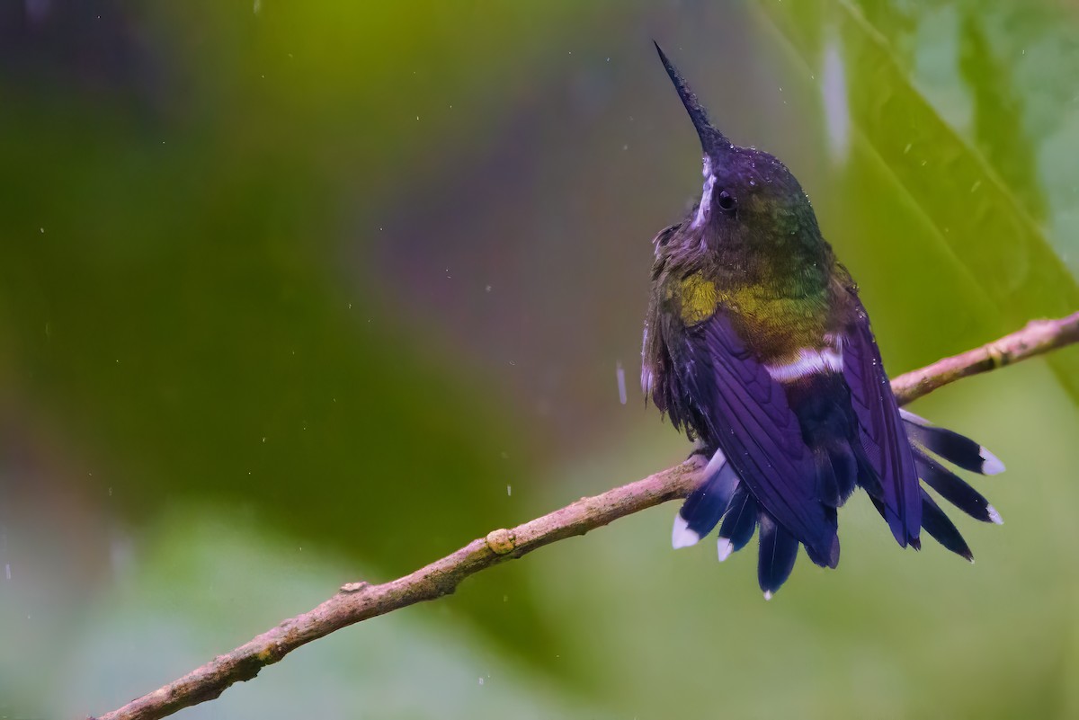 kolibřík trnoocasý - ML616532908