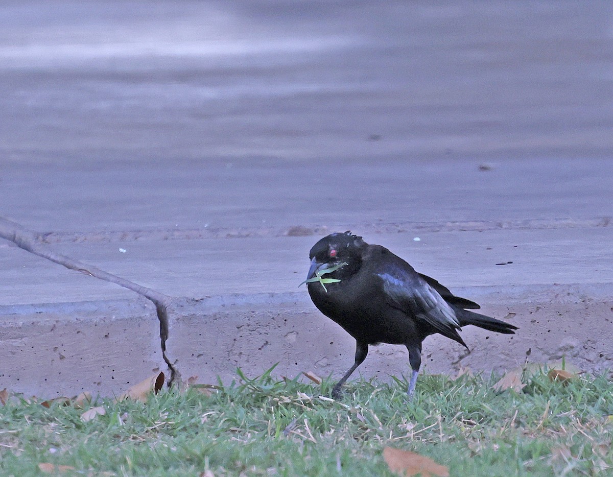 Bronzed Cowbird - ML616532949