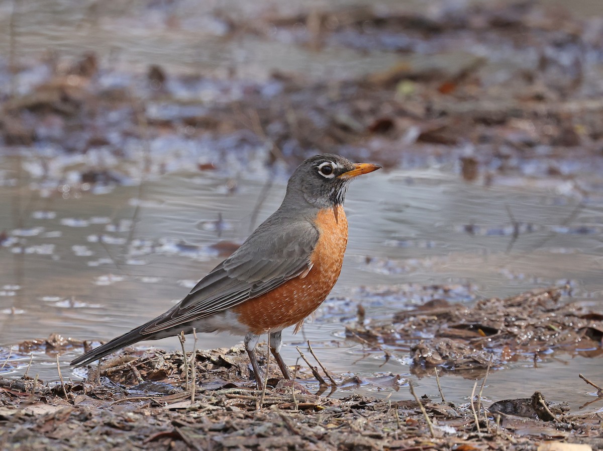 American Robin - ML616532961