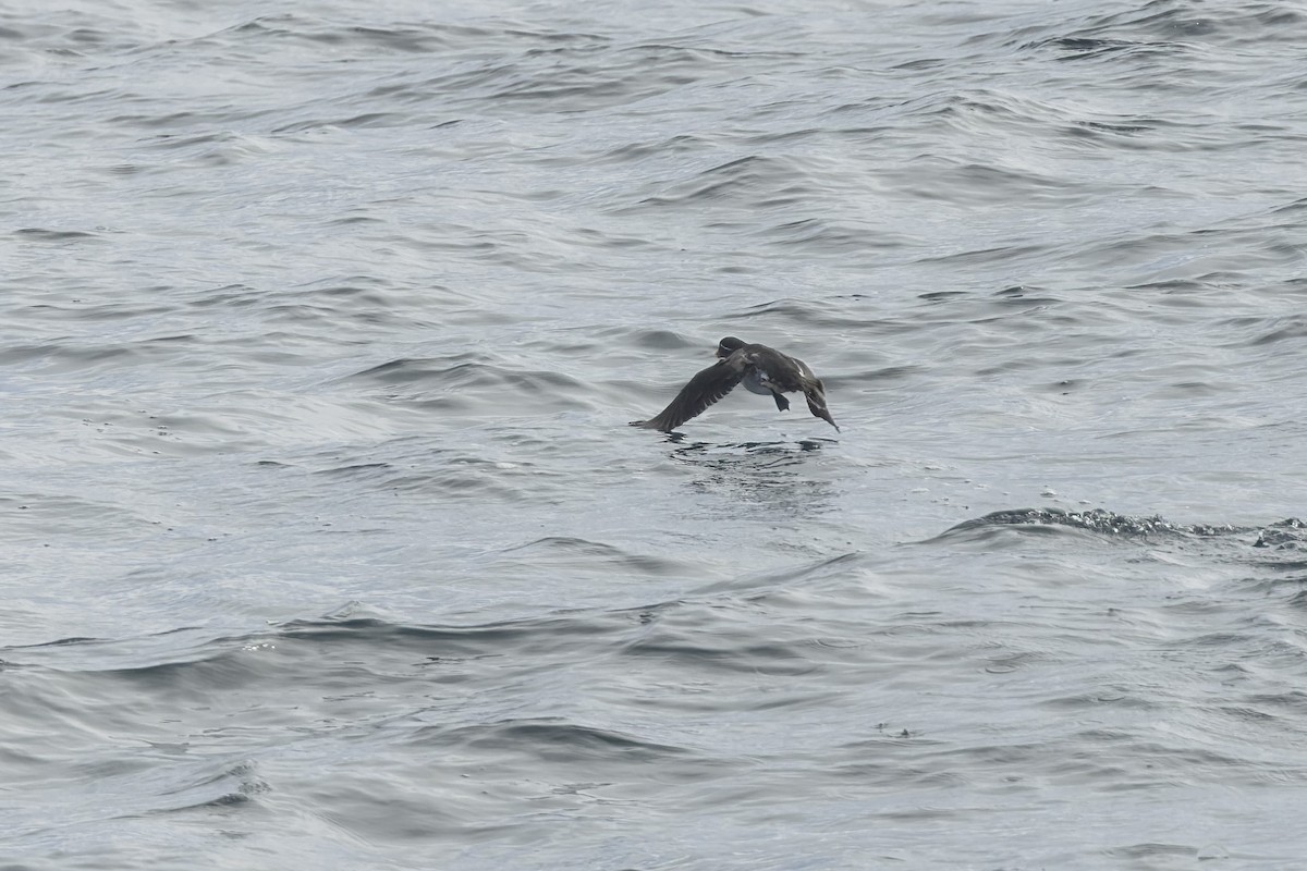 Parakeet Auklet - ML616532965