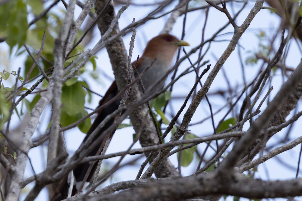 Squirrel Cuckoo - ML616533028