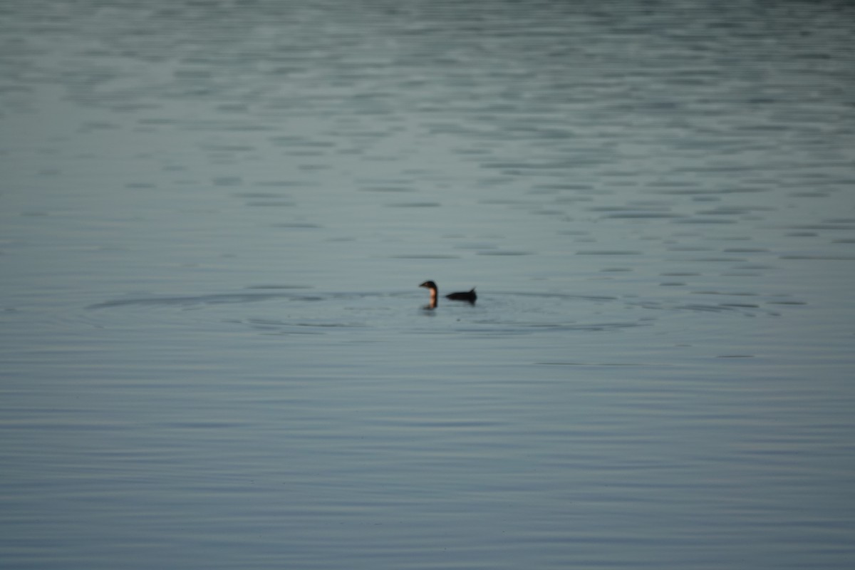 Pied-billed Grebe - Matthew Hunter