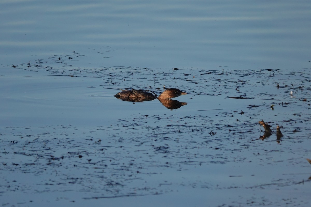 Pied-billed Grebe - Matthew Hunter